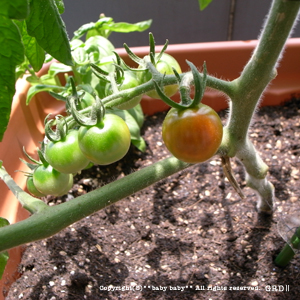 060209-tomato.jpg